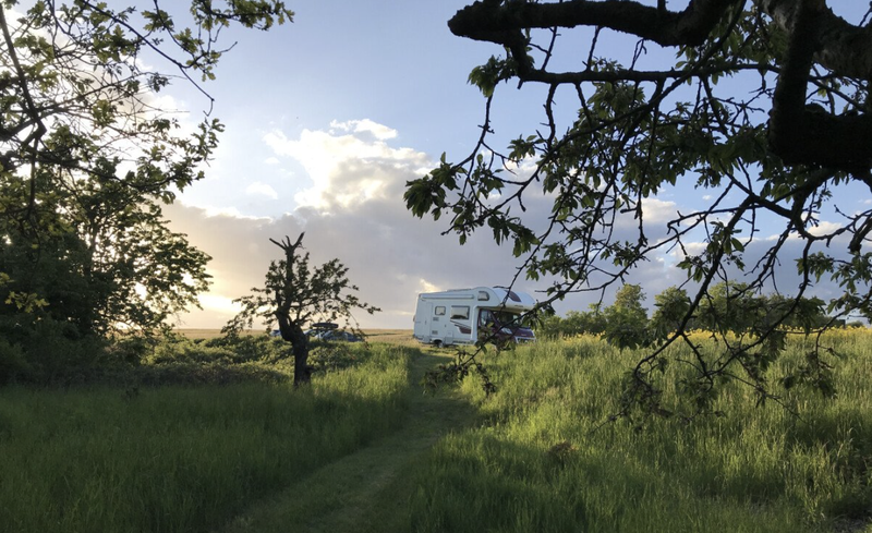 Alpaca Camping Image